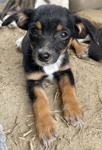 JANI, Hund, Mischlingshund in Griechenland - Bild 10