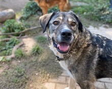 GIGAS, Hund, Mischlingshund in Aerzen - Bild 1