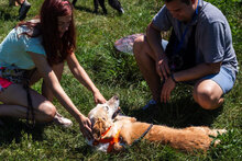 KANELA, Hund, Mischlingshund in Bulgarien - Bild 11