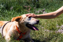 KANELA, Hund, Mischlingshund in Bulgarien - Bild 14