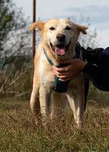 KANELA, Hund, Mischlingshund in Bulgarien - Bild 16