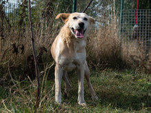 KANELA, Hund, Mischlingshund in Bulgarien - Bild 17