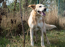 KANELA, Hund, Mischlingshund in Bulgarien - Bild 18