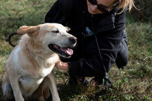 KANELA, Hund, Mischlingshund in Bulgarien - Bild 20