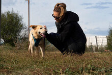 KANELA, Hund, Mischlingshund in Bulgarien - Bild 21