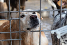 KANELA, Hund, Mischlingshund in Bulgarien - Bild 22