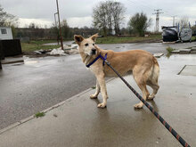 KANELA, Hund, Mischlingshund in Bulgarien - Bild 27