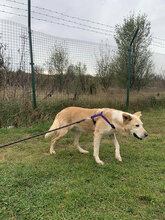 KANELA, Hund, Mischlingshund in Bulgarien - Bild 28