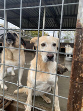 KANELA, Hund, Mischlingshund in Bulgarien - Bild 30