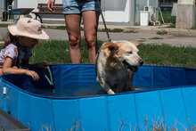 KANELA, Hund, Mischlingshund in Bulgarien - Bild 4