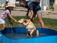 KANELA, Hund, Mischlingshund in Bulgarien - Bild 5