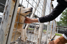 KANELA, Hund, Mischlingshund in Bulgarien - Bild 6