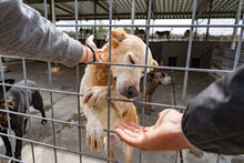 KANELA, Hund, Mischlingshund in Bulgarien - Bild 7