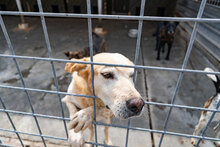 KANELA, Hund, Mischlingshund in Bulgarien - Bild 9