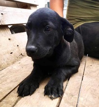 LINUS, Hund, Mischlingshund in Rumänien - Bild 14