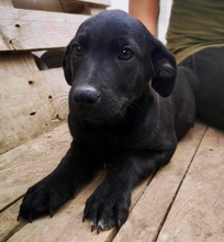 LINUS, Hund, Mischlingshund in Rumänien - Bild 15