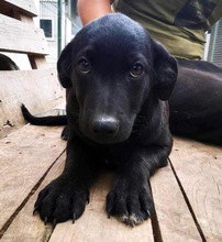 LINUS, Hund, Mischlingshund in Rumänien - Bild 4