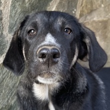 MANTIS, Hund, Mischlingshund in Griechenland - Bild 1