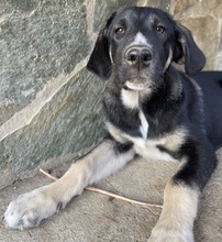 MANTIS, Hund, Mischlingshund in Griechenland - Bild 3