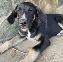 MANTIS, Hund, Mischlingshund in Griechenland - Bild 4