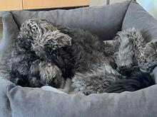 ARI, Hund, Wasserhund-Mix in Algermissen - Bild 10