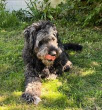 ARES, Hund, Wasserhund-Mix in Algermissen - Bild 2