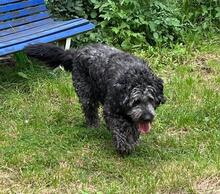 ARI, Hund, Wasserhund-Mix in Algermissen - Bild 9