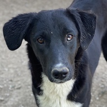 NIKKA, Hund, Mischlingshund in Griechenland - Bild 1