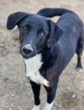 NIKKA, Hund, Mischlingshund in Griechenland - Bild 2