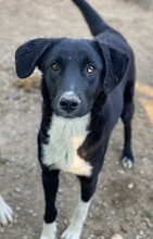 NIKKA, Hund, Mischlingshund in Griechenland - Bild 3