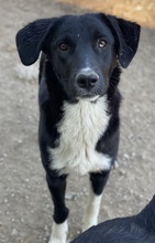 NIKKA, Hund, Mischlingshund in Griechenland - Bild 4