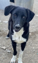 NIKKA, Hund, Mischlingshund in Griechenland - Bild 9