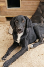 PANTHERA, Hund, Mischlingshund in Griechenland - Bild 14