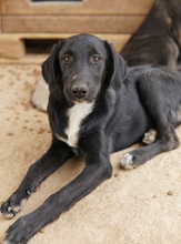 PANTHERA, Hund, Mischlingshund in Griechenland - Bild 15