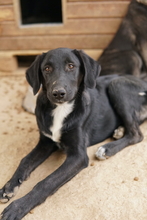 PANTHERA, Hund, Mischlingshund in Griechenland - Bild 2