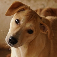 PHOENIX, Hund, Mischlingshund in Griechenland - Bild 1