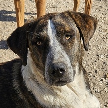 SARIA, Hund, Mischlingshund in Griechenland - Bild 1