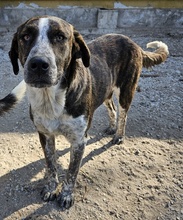 SARIA, Hund, Mischlingshund in Griechenland - Bild 10