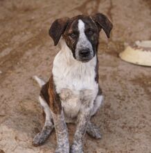 SARIA, Hund, Mischlingshund in Griechenland - Bild 12