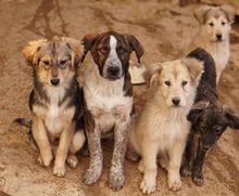 SARIA, Hund, Mischlingshund in Griechenland - Bild 14