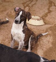 SARIA, Hund, Mischlingshund in Griechenland - Bild 15