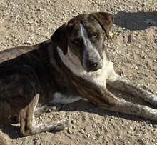 SARIA, Hund, Mischlingshund in Griechenland - Bild 2