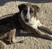 SARIA, Hund, Mischlingshund in Griechenland - Bild 3