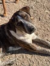 SARIA, Hund, Mischlingshund in Griechenland - Bild 4