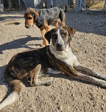 SARIA, Hund, Mischlingshund in Griechenland - Bild 9