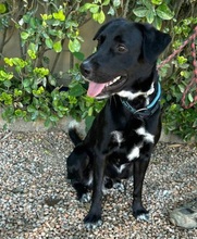 ONYX, Hund, Labrador-Border Collie-Mix in Spanien - Bild 1