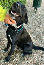 ONYX, Hund, Labrador-Border Collie-Mix in Spanien - Bild 2