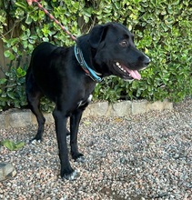 ONYX, Hund, Labrador-Border Collie-Mix in Spanien - Bild 3