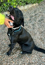 ONYX, Hund, Labrador-Border Collie-Mix in Spanien - Bild 4