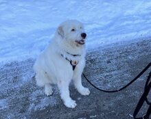 EARA, Hund, Herdenschutzhund-Mix in Solnhofen - Bild 4